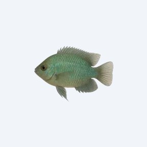 Green Chromide (Etroplus suratensis) in a planted freshwater aquarium