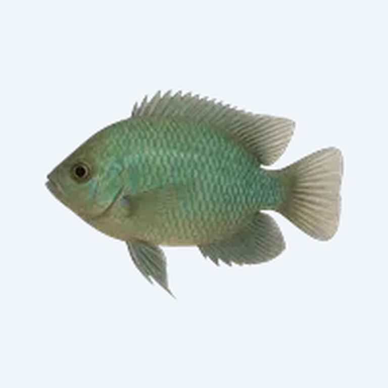 Green Chromide (Etroplus suratensis) in a planted freshwater aquarium