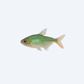 Green Fire Tetra (Aphyocharax rathbuni) in a planted freshwater aquarium