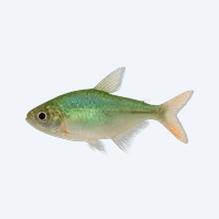 Green Fire Tetra (Aphyocharax rathbuni) in a freshwater aquarium