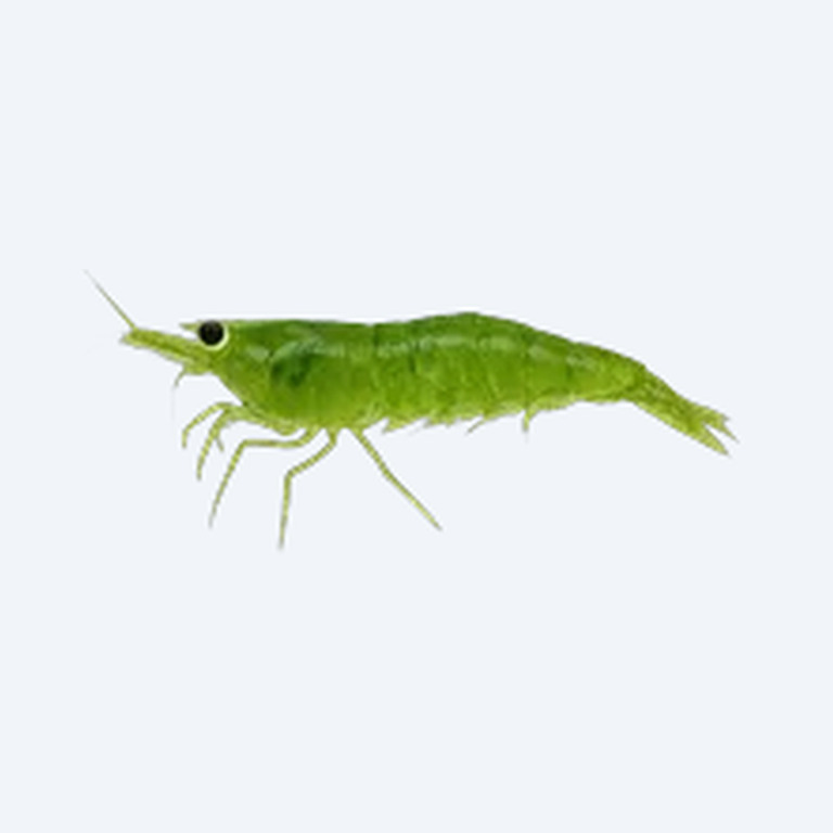 Green Jade Shrimp (Neocaridina davidi) in a planted freshwater aquarium