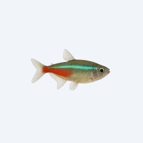 Green Neon Tetra (Paracheirodon simulans) in a planted freshwater aquarium