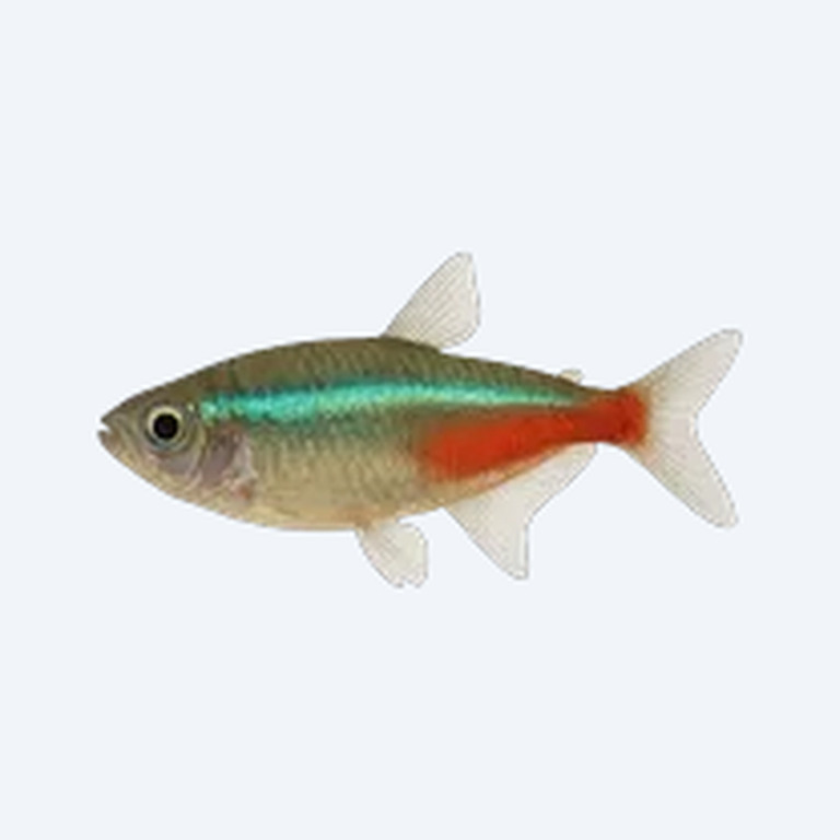 Green Neon Tetra (Paracheirodon simulans) in a planted freshwater aquarium