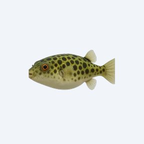 Green Spotted Puffer (Dichotomyctere nigroviridis) in a planted freshwater aquarium