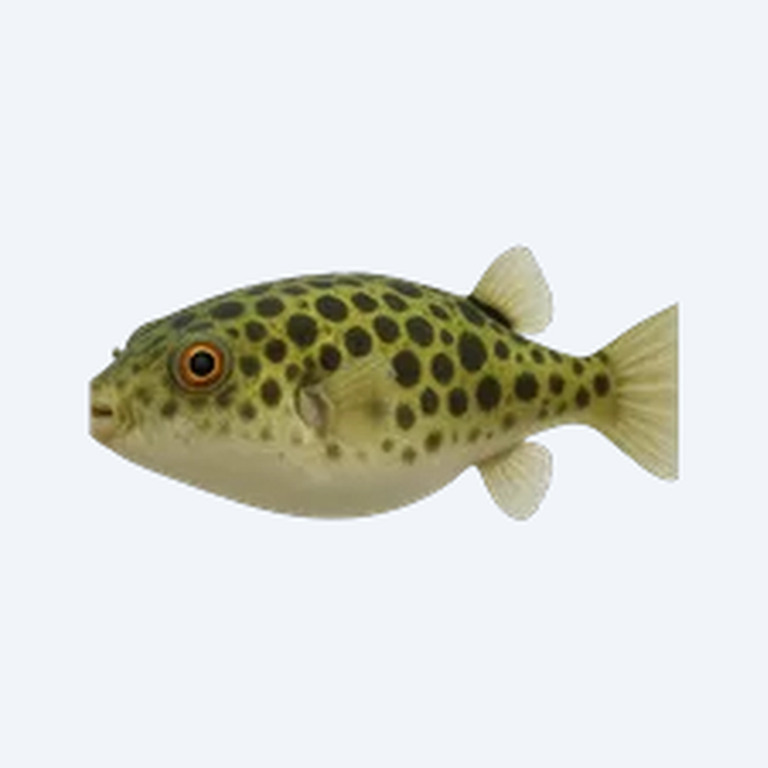 Green Spotted Puffer (Dichotomyctere nigroviridis) in a planted freshwater aquarium