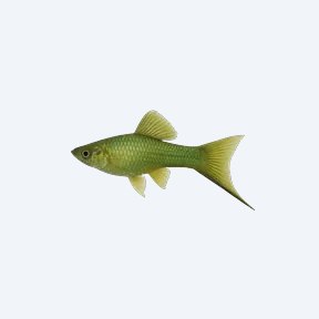 Green Swordtail (Xiphophorus hellerii) in a planted freshwater aquarium