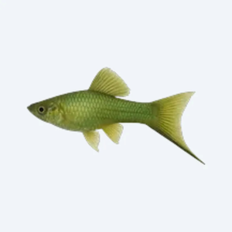 Swordtail in aquarium