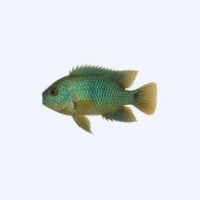 Green Terror Cichlid (Andinoacara rivulatus) in a planted freshwater aquarium