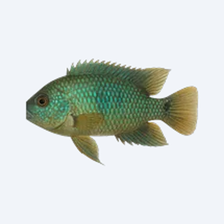 Green Terror Cichlid (Andinoacara rivulatus) in a freshwater aquarium