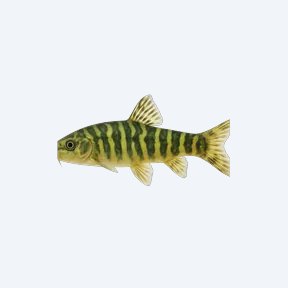 Green Tiger Loach (Cobitoidea sp.) in a planted freshwater aquarium