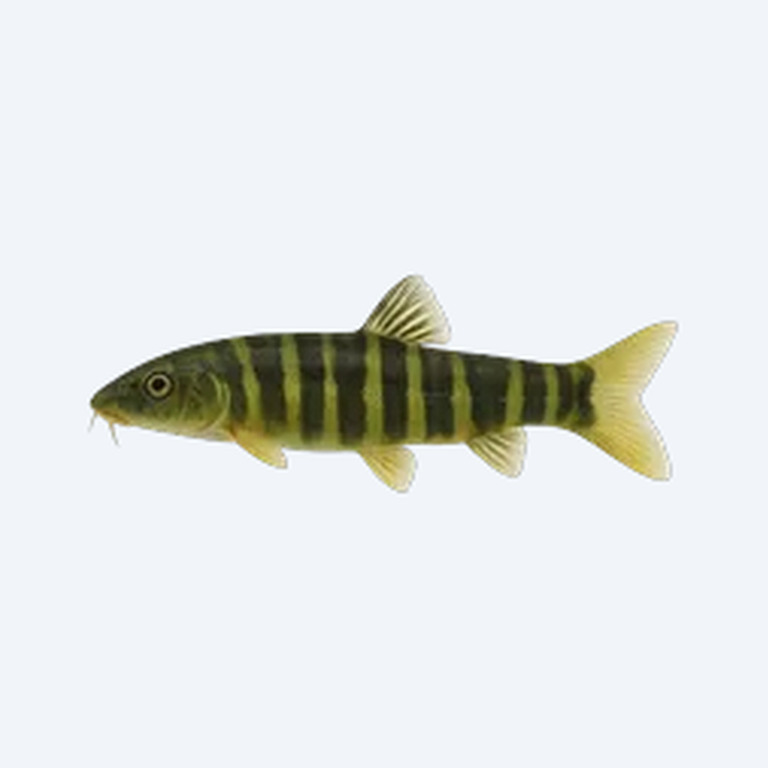 Green Tiger Loach (Cobitoidea sp.) in a freshwater aquarium
