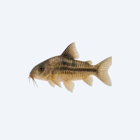 Guapore Cory (Corydoras sp.) in a planted freshwater aquarium