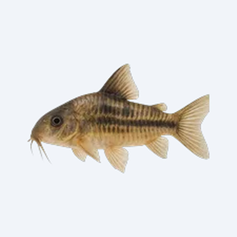 Guapore Cory (Corydoras sp.) in a freshwater aquarium