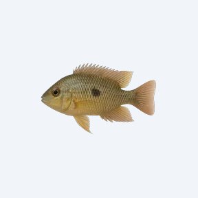Guenther's Mouthbrooder (Pseudocrenilabrus multicolor) in a planted freshwater aquarium