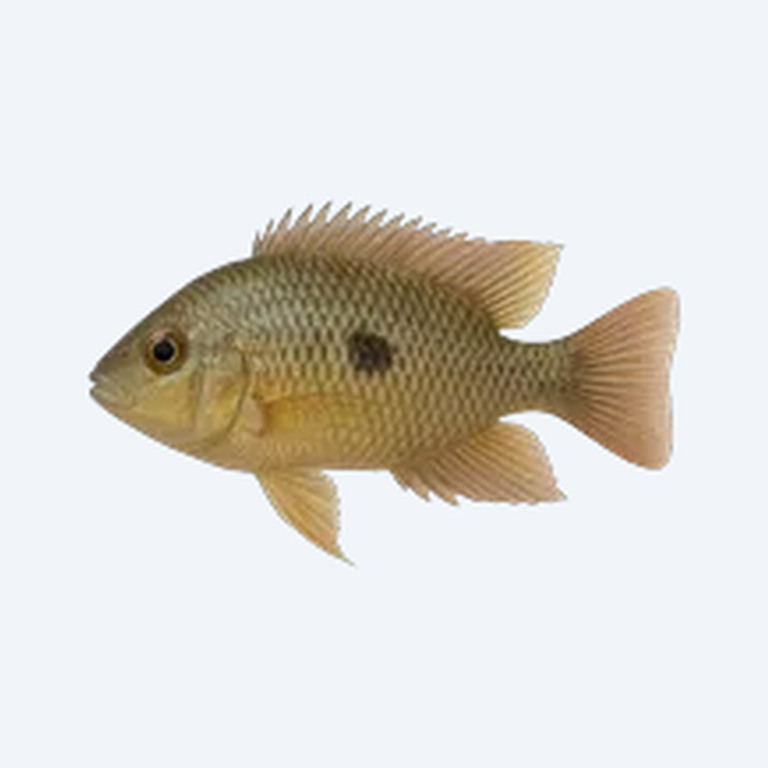 Guenther's Mouthbrooder (Pseudocrenilabrus multicolor) in a planted freshwater aquarium