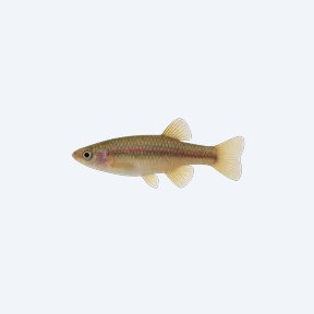 Gulare Killifish (Fundulopanchax gulare) in a planted freshwater aquarium
