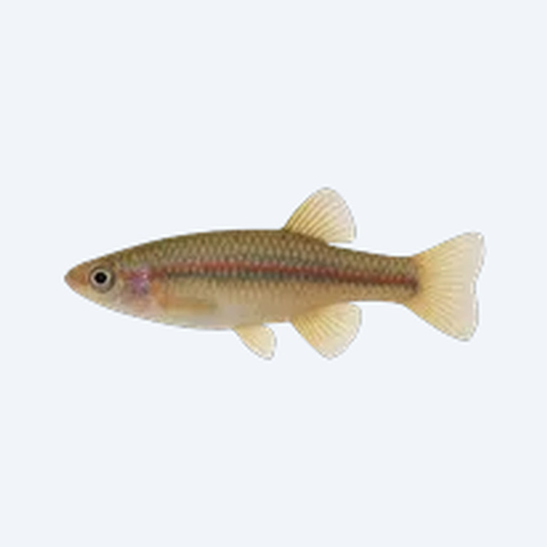 Gulare Killifish (Fundulopanchax gulare) in a freshwater aquarium