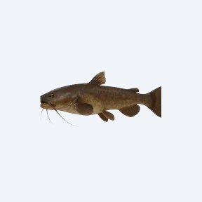 Gulper Catfish (Siluriformes sp.) in a planted freshwater aquarium