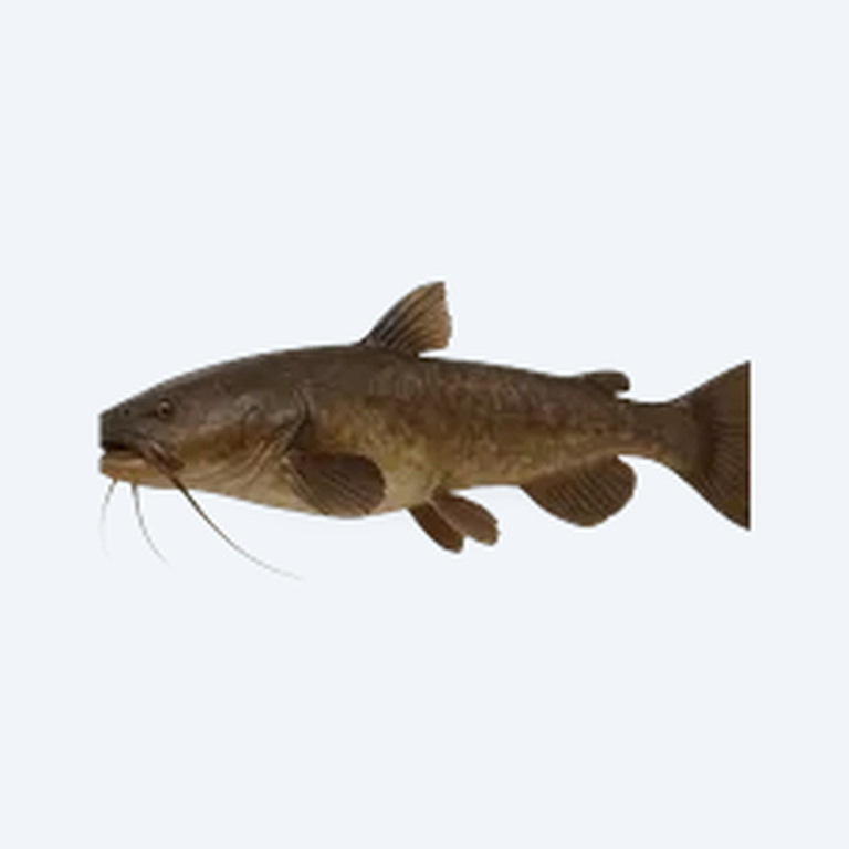 Gulper Catfish (Siluriformes sp.) in a freshwater aquarium