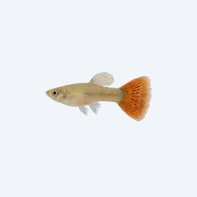 Guppy (Poecilia reticulata) in a planted freshwater aquarium