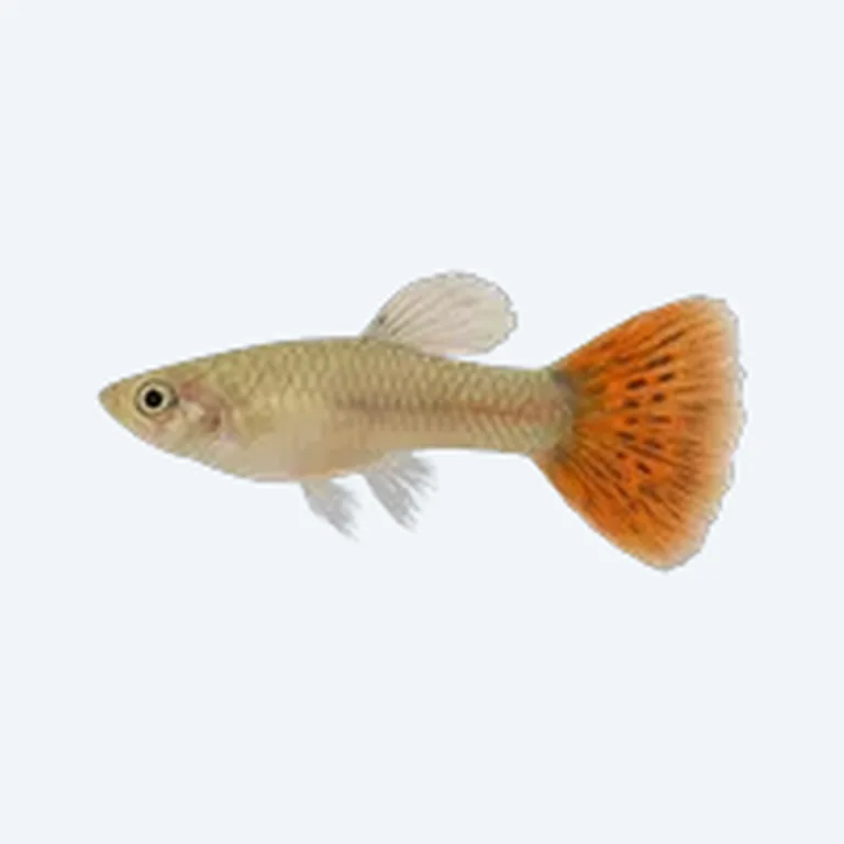Guppy Tank Mates in aquarium