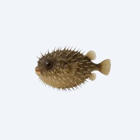 Hairy Puffer (Tetraodontidae sp.) in a planted freshwater aquarium