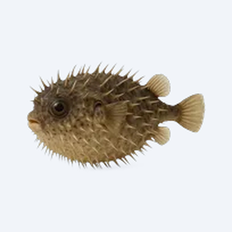 Hairy Puffer (Tetraodontidae sp.) in a freshwater aquarium