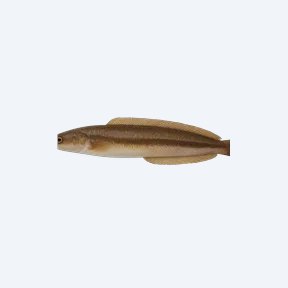 Half-banded Spiny Eel (Macrognathus circumcinctus) in a planted freshwater aquarium