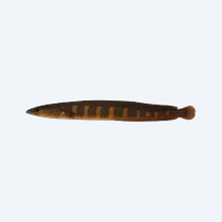 Half-banded Spiny Eel (Macrognathus circumcinctus) in a planted freshwater aquarium