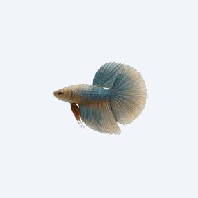 Halfmoon Betta (Betta splendens) in a planted freshwater aquarium