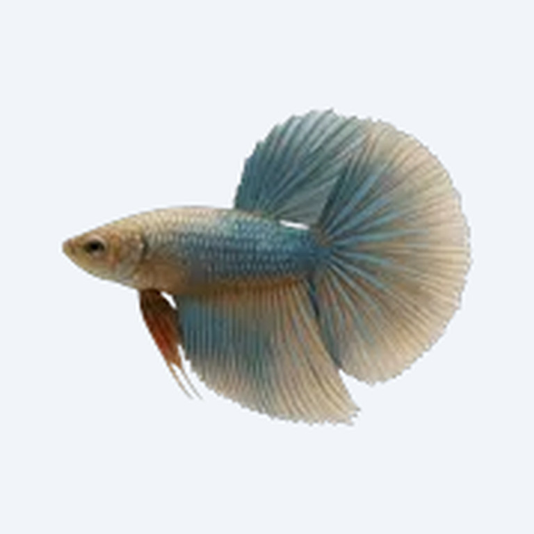 Halfmoon Betta (Betta splendens) in a freshwater aquarium