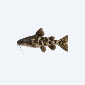 Harlequin Lancer Catfish (Siluriformes sp.) in a planted freshwater aquarium