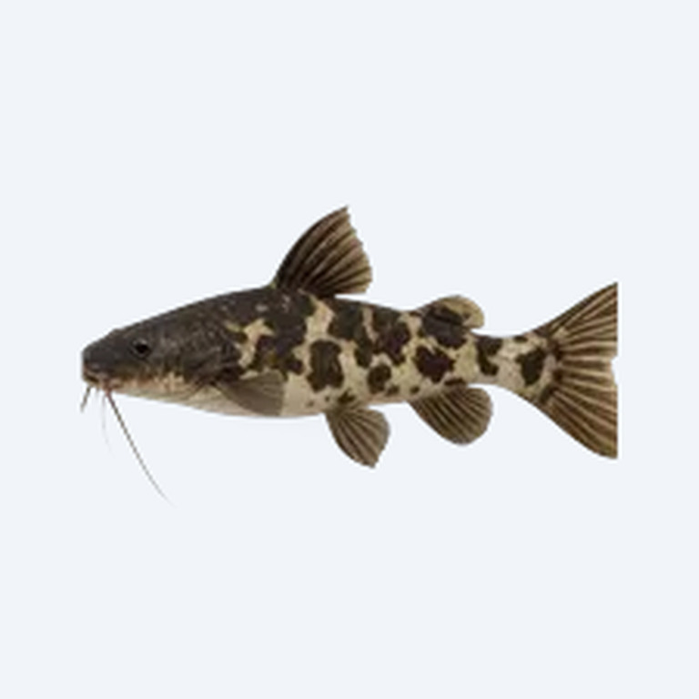 Harlequin Lancer Catfish (Siluriformes sp.) in a freshwater aquarium
