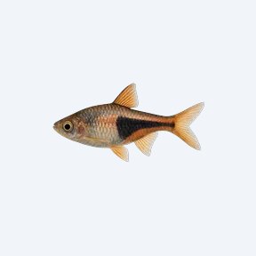 Harlequin Rasbora (Trigonostigma heteromorpha) in a planted freshwater aquarium