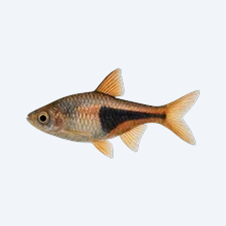 Harlequin Rasbora (Trigonostigma heteromorpha) in a planted freshwater aquarium