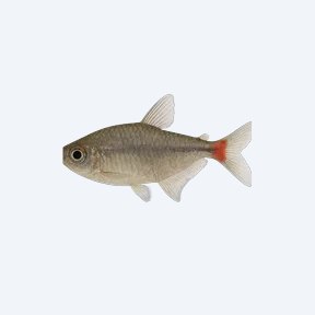 Head-and-taillight Tetra (Characidae sp.) in a planted freshwater aquarium