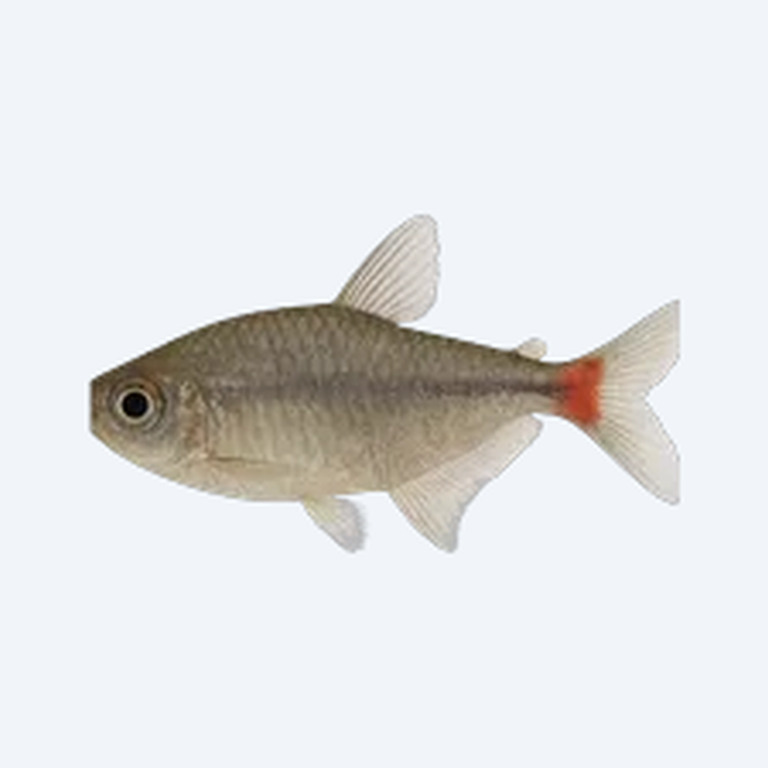 Head-and-taillight Tetra (Characidae sp.) in a freshwater aquarium