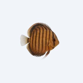 Heckel Discus (Symphysodon discus) in a planted freshwater aquarium
