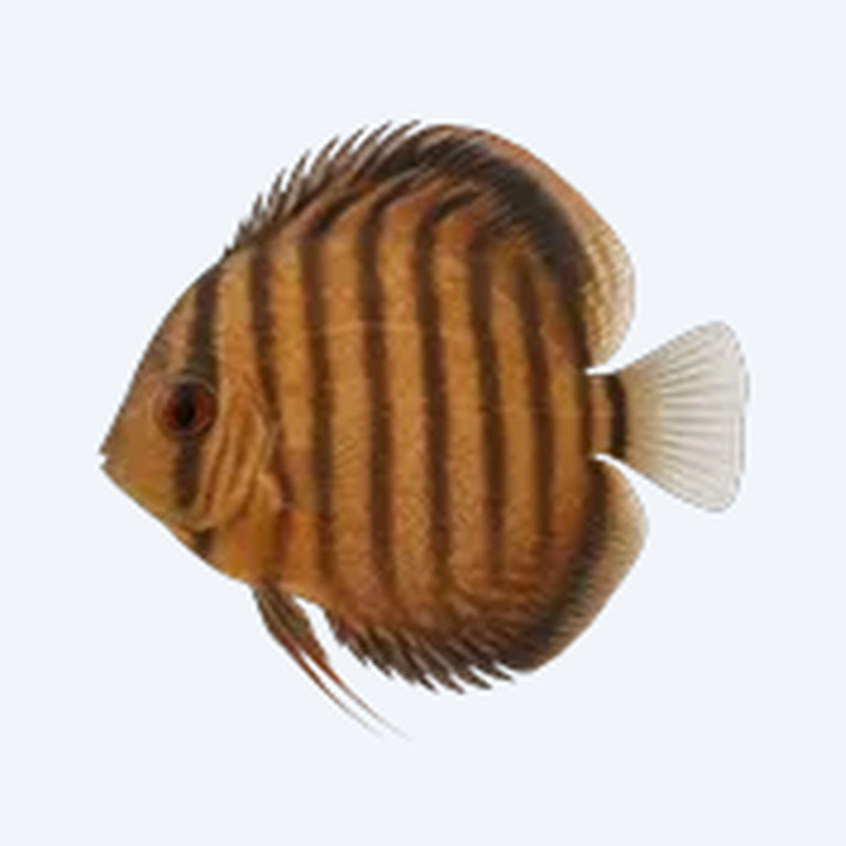 Heckel Discus (Symphysodon discus) in a freshwater aquarium