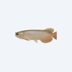 High Back Arowana (Scleropages formosus) in a planted freshwater aquarium
