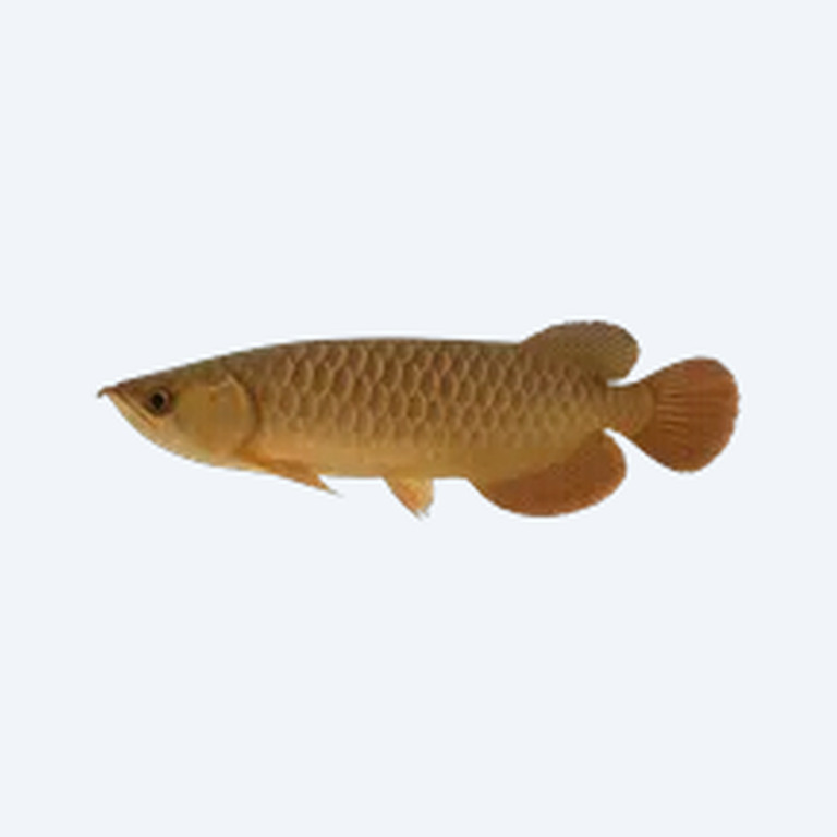 High Back Arowana (Scleropages formosus) in a freshwater aquarium