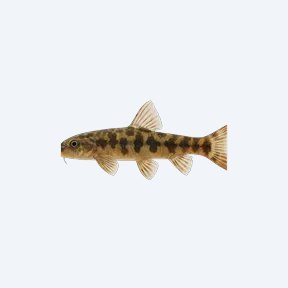 Hillstream Loach (Butterfly) (Beaufortia kweichowensis) in a planted freshwater aquarium