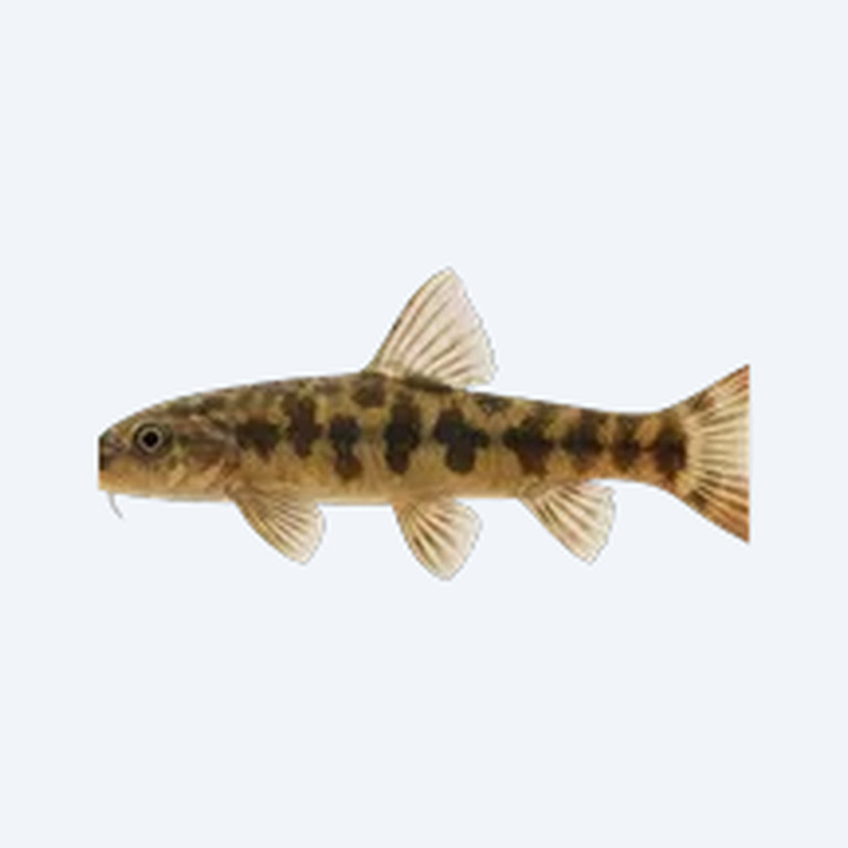 Hillstream Loach (Butterfly) (Beaufortia kweichowensis) in a planted freshwater aquarium