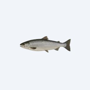 Hippo Point Salmon (Oncorhynchus nerka) in a planted freshwater aquarium