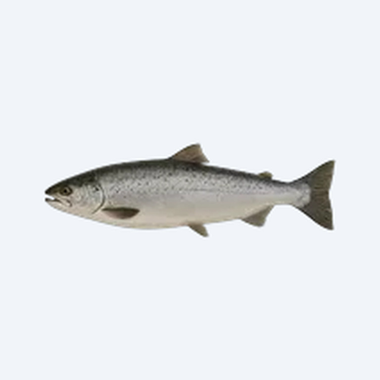 Hippo Point Salmon (Oncorhynchus nerka) in a planted freshwater aquarium