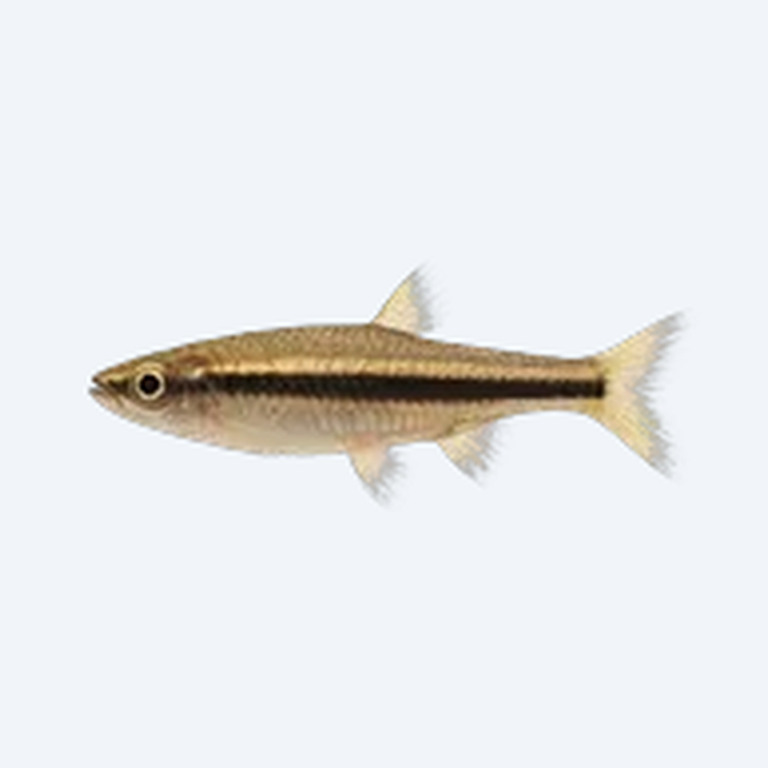 Hockeystick Pencilfish (Nannostomus sp.) in a planted freshwater aquarium