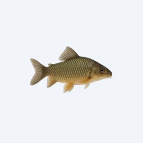 Hognosed Brochis (Brochis sp.) in a planted freshwater aquarium