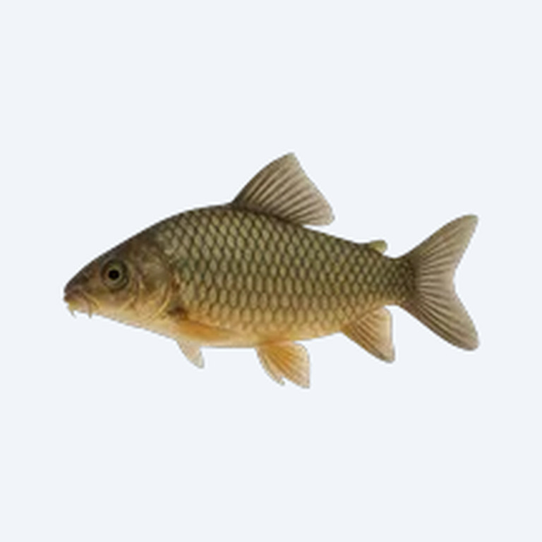 Hognosed Brochis (Brochis sp.) in a freshwater aquarium