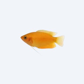 Honey Gourami (Trichogaster chuna) in a planted freshwater aquarium