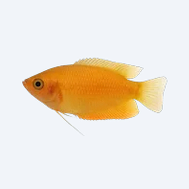 Honey Gourami (Trichogaster chuna) in a planted freshwater aquarium